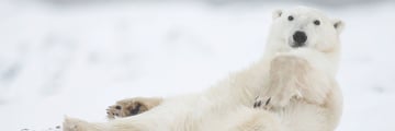 Polar Bear Viewing