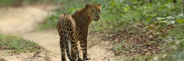 Leopard in Sri Lanka