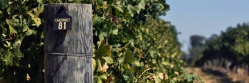 Margaret River Vineyard
