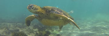 Marine Turtle in Galapagos
