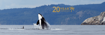An orca leaping from the water