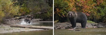 The Bear Whisperer: Bear and Wildlife Spotting