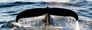 Humpback Whale in Arctic