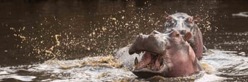 Ole Serai Moru Kopjes hippo
