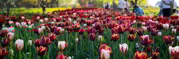 Ottawa Summer, Tulip Festival