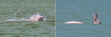 Pink Dolphins in Khanom