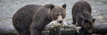 Grizzy bears catching fish in the river - one looking at the camera and the other with its head down