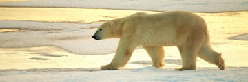 Polar bear strolling across the ice