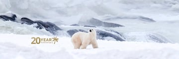 A majestic polar bear in the snow