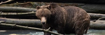 Mighty grizzly bear