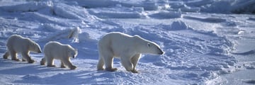 Polar Bear with Cubs