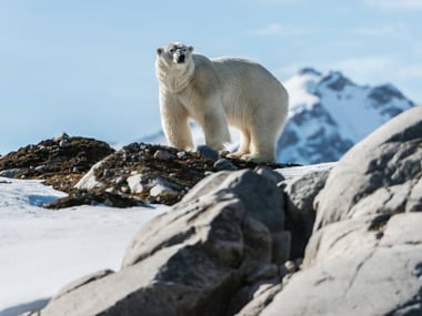 Polar Bear in the Arctic