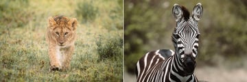 Lion and zebra in Ol Kinyei Conservancy