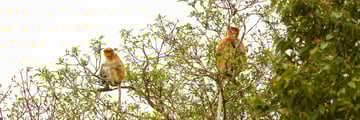 Proboscis Monkeys, Borneo