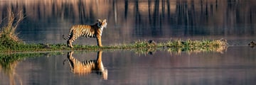 Tiger on a lake