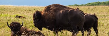 Bison in Riding Mountain National Park - Credit: Travel Manitoba