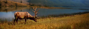 Wildlife in Western Canada