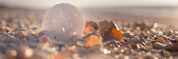 Beachfront location, perfect for shelling