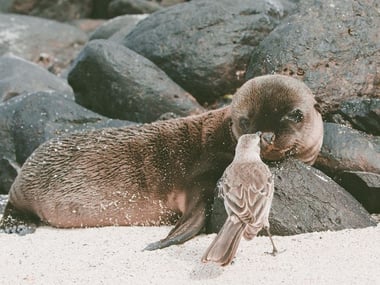Sea Lion Galapagos