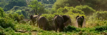 Lake Manyara Serena Lodge elephants