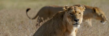 Lions in Ngorongoro Crater