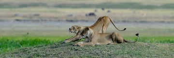 lions in ngorongoro crater