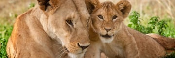 Serengeti lions