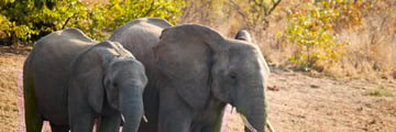 Kruger Elephants