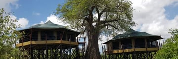 Tarangire Kuro Treetops tents