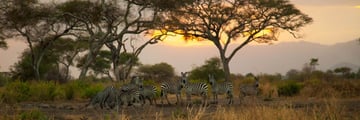 Tarangire Simba Lodge zebra