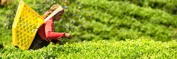 Harvesting tea leaves in the emerald-green hills of Sri Lanka
