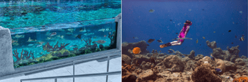 Snorkle in the Saltwater Lagoon