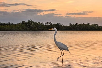 Marco Island, Tigertail Beach