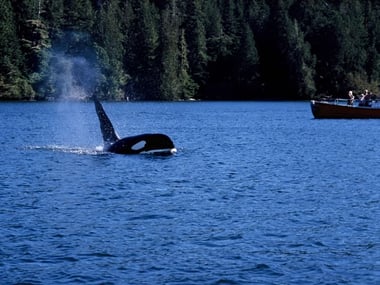 Whale watching, Tofino