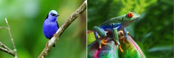 Tropical Birdlife and Red-eyed Tree Frog
