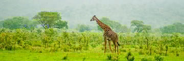 Giraffe in Tsavo National Reserve