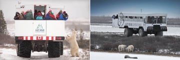Explore the tundra aboard the custom-built Arctic Crawler™ to see polar bears
