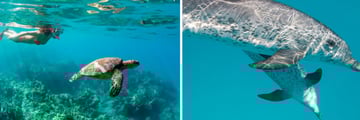 Snorkel trip and wild dolphin safari