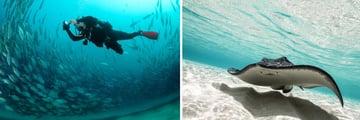 Bimini, Bahamas: underwater safari, stingray
