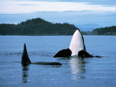 Whale Watching