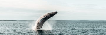Whale watching New Brunswick
