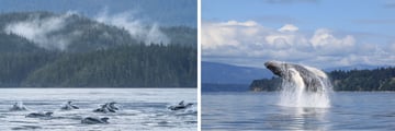 Farewell Harbour Lodge: Whale Watching