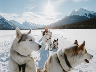 Dog Sledding in Alberta in wintertime