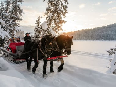 Sleigh ride through the Alberta snow fields