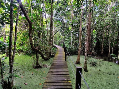 Abai Jungle Lodge