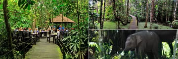 Jungle breakfasts, wooden walkways and elephants at Abai Jungle Lodge