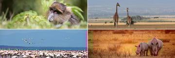 Aberdare & Lake Nakuru wildlife