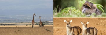 Aberdare National Park wildlife