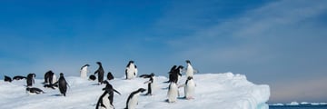 Adelie penguins in Antarctica