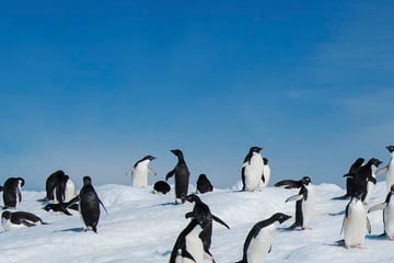 Adelie penguins in Antarctica